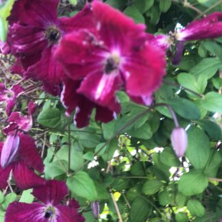 Blomma